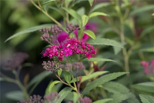 Rote Sommerspiere - Spiraea japonica 'Anthony Waterer'