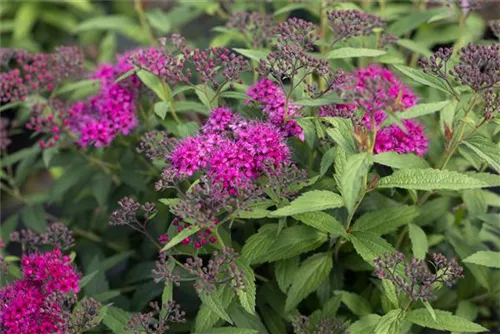 Rote Sommerspiere - Spiraea japonica 'Anthony Waterer'