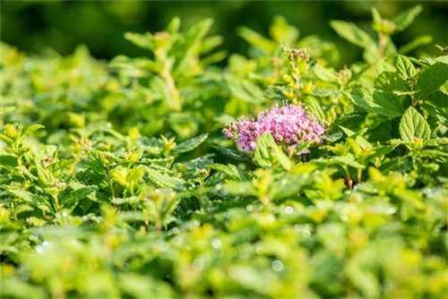 Rosa Zwergspiere - Spiraea japonica 'Little Princess'