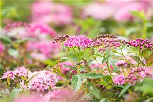 Rosa Zwergspiere - Spiraea japonica 'Little Princess'