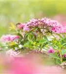 Rosa Zwergspiere - Spiraea japonica 'Little Princess'