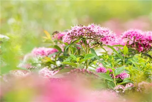 Rosa Zwergspiere - Spiraea japonica 'Little Princess'