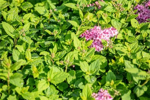 Rosa Zwergspiere - Spiraea japonica 'Little Princess'