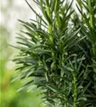 Schmale Säuleneibe - Taxus baccata 'Fastigiata Robusta'