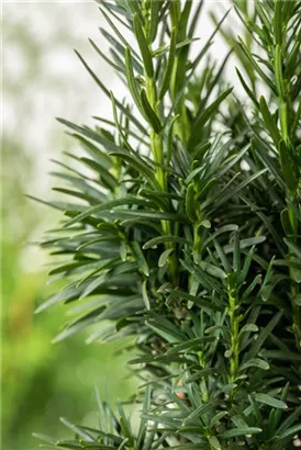 Schmale Säuleneibe - Taxus baccata 'Fastigiata Robusta'