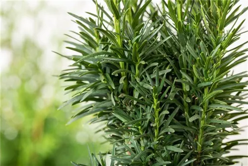 Schmale Säuleneibe - Taxus baccata 'Fastigiata Robusta'