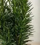 Schmale Säuleneibe - Taxus baccata 'Fastigiata Robusta'