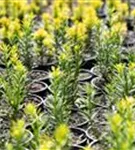 Goldene Straucheibe - Taxus baccata 'Semperaurea'