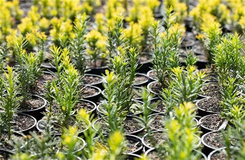 Goldene Straucheibe - Taxus baccata 'Semperaurea'