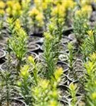 Goldene Straucheibe - Taxus baccata 'Semperaurea'