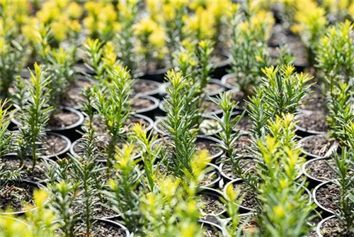 Goldene Straucheibe - Taxus baccata 'Semperaurea'