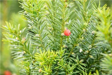 Taxus - Eibe