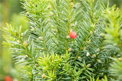 Fruchtende Bechereibe - Taxus media 'Hicksii' - Heckenpflanzen