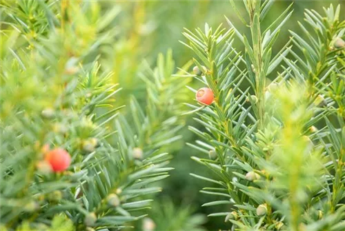 Fruchtende Bechereibe - Taxus media 'Hicksii' - Heckenpflanzen