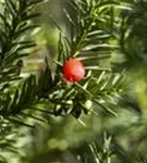 Fruchtende Bechereibe - Taxus media 'Hicksii' - Heckenpflanzen