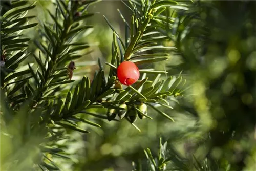 Fruchtende Bechereibe - Taxus media 'Hicksii' - Heckenpflanzen