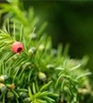 Fruchtende Bechereibe - Taxus media 'Hicksii' - Heckenpflanzen