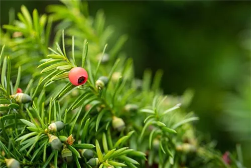 Fruchtende Bechereibe - Taxus media 'Hicksii' - Heckenpflanzen