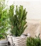 Eibe 'Hillii' - Taxus media 'Hillii' - Heckenpflanzen