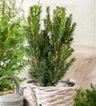 Eibe 'Hillii' - Taxus media 'Hillii' - Heckenpflanzen