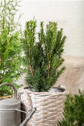 Eibe 'Hillii' - Taxus media 'Hillii' - Heckenpflanzen