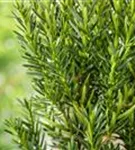 Eibe 'Hillii' - Taxus media 'Hillii' - Heckenpflanzen