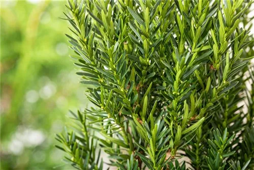 Eibe 'Hillii' - Taxus media 'Hillii' - Heckenpflanzen