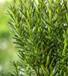 Eibe 'Hillii' - Taxus media 'Hillii' - Heckenpflanzen