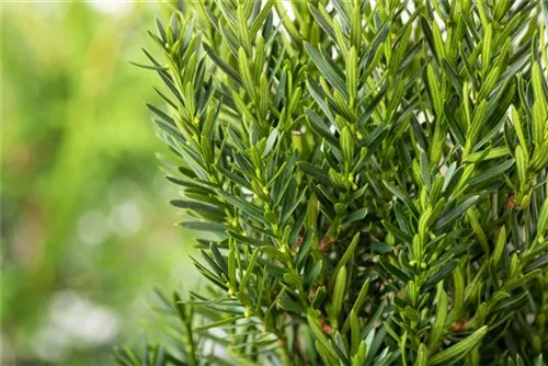 Eibe 'Hillii' - Taxus media 'Hillii' - Heckenpflanzen