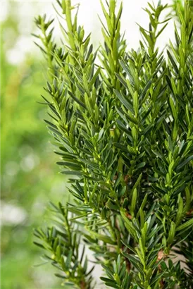 Eibe 'Hillii' - Taxus media 'Hillii' - Heckenpflanzen