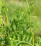 Lebensbaum 'Brabant' - Thuja occidentalis 'Brabant' - Heckenelemente