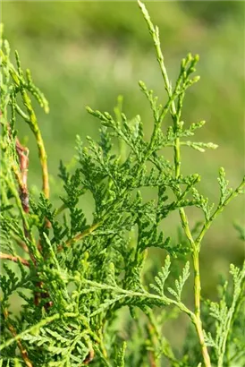 Lebensbaum 'Brabant' - Thuja occidentalis 'Brabant' - Heckenelemente