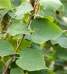 Amerikan.Stadtlinde - Tilia cordata 'Greenspire' - Formgehölze