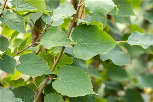 Amerikan.Stadtlinde - Tilia cordata 'Greenspire' - Formgehölze