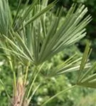 Hanfpalme - Trachycarpus fortunei