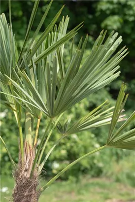 Hanfpalme - Trachycarpus fortunei