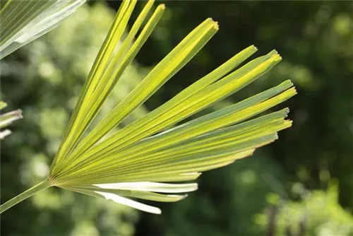 Hanfpalme - Trachycarpus fortunei