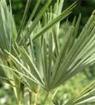 Hanfpalme - Trachycarpus fortunei