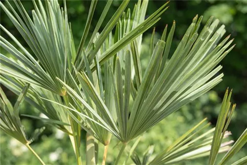 Hanfpalme - Trachycarpus fortunei