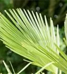 Hanfpalme - Trachycarpus fortunei