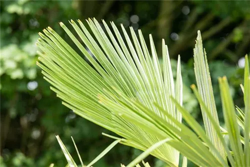 Hanfpalme - Trachycarpus fortunei