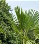 Hanfpalme - Trachycarpus fortunei