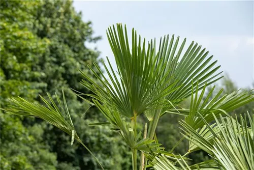 Hanfpalme - Trachycarpus fortunei