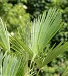 Hanfpalme - Trachycarpus fortunei