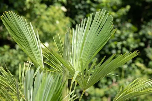 Hanfpalme - Trachycarpus fortunei