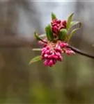 Winterschneeball 'Dawn' - Viburnum bodnantense 'Dawn'