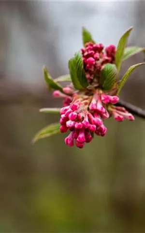 Viburnum bodnantense 'Dawn'