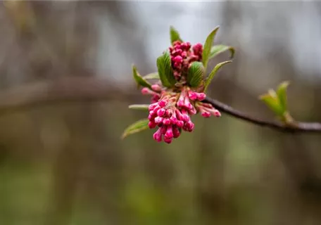 Viburnum bodnantense 'Dawn' - Winterschneeball 'Dawn'