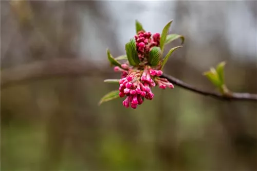 Winterschneeball 'Dawn' - Viburnum bodnantense 'Dawn'