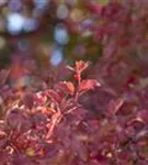 Gemeiner Schneeball - Viburnum opulus